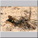 Episyron rufipes - Wegwespe w21 beim Nesteintrag mit einer Spinne.jpg